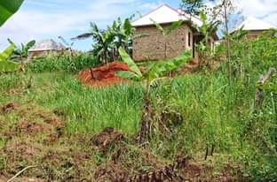 A picture of Plot 66ft by 20ft on quick sale in Lukwanga sentema
