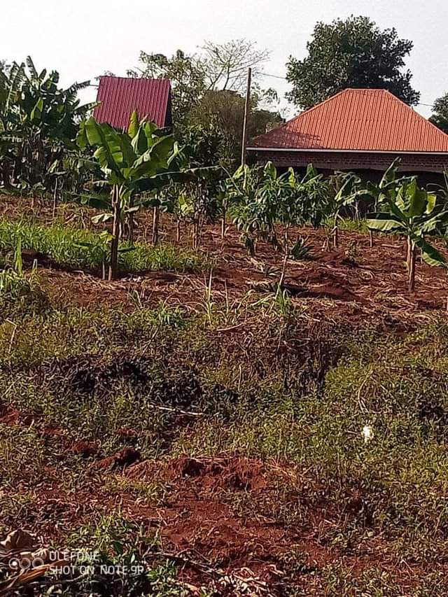 A picture of Vamubupangisa part one New estate site in katende masaka road