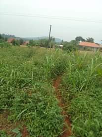 A picture of 100 by 100 ft for sale along katosi road it