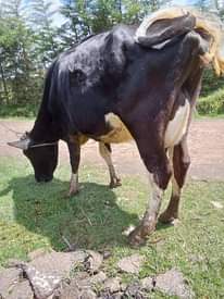 A picture of Milkers