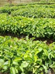 A picture of Our dear customers we are DK nursery seedlings Uganda. We