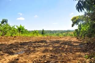 A picture of Plots for sale Namayumba Kyampisi Estate Wakiso District 