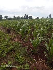 A picture of 2 acres and half private mailo land for sale price