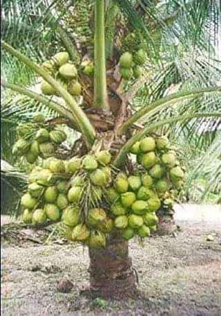 A picture of Hybrid Tenera Oil Palm