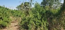 A picture of Shamba la Umwagiliaji linauzwa lipo Mtoni zipo eka 30