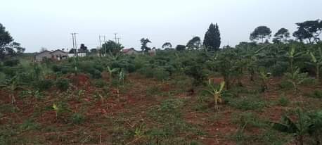 A picture of 1 acre Kibanja at 6 5m Luwero Mulungi Omu village