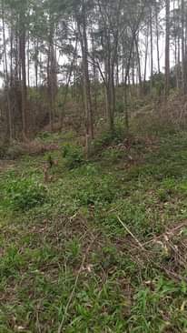 A picture of Land