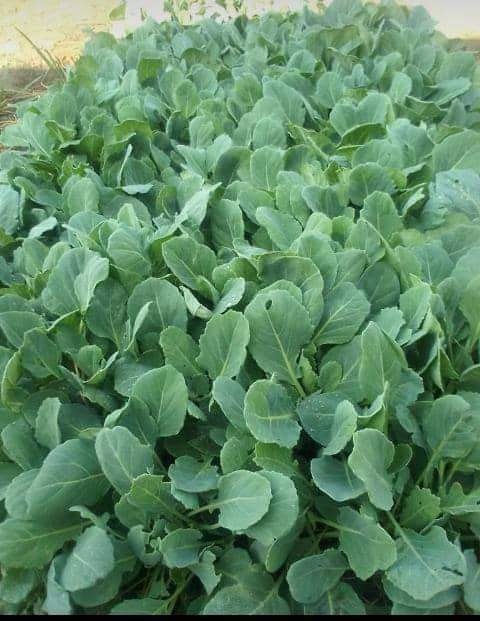 seedlings