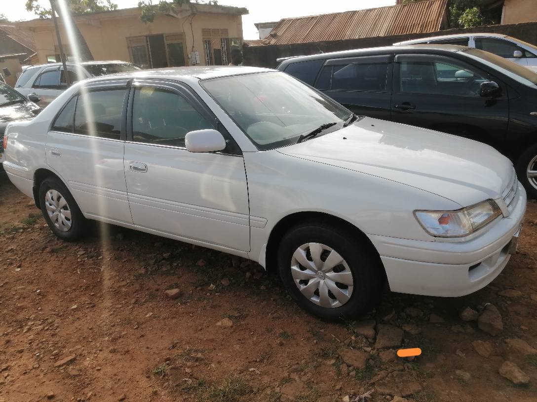 A picture of Premo on market contact me on 256751331103