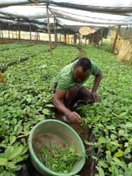 A picture of Our dear customers the rainy season has started we are