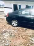 A picture of cerato