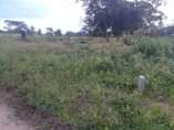 A picture of Viwanja