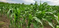 A picture of Shamba linauzwa Kiwangwa heka 50