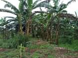 A picture of Plot on quick sale 13m with title Located at matugga