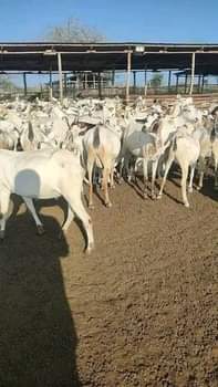 A picture of NEW FRESH FLOCK OF GALLA GOATS FOR READY SALE NOW