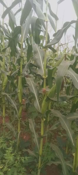 agricultural