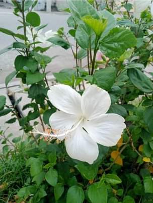 A picture of Nauza Maua