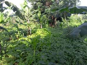 A picture of Half acre of land Private mailo land Location Bombo ku