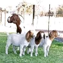 A picture of NEW GALLA GOATS