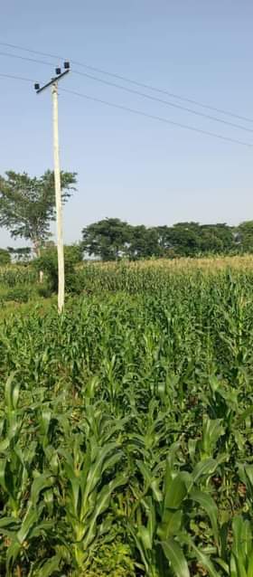 A picture of 50arces for sale luwero kiwoko 8m per arce 0708304538