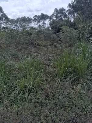 A picture of Land