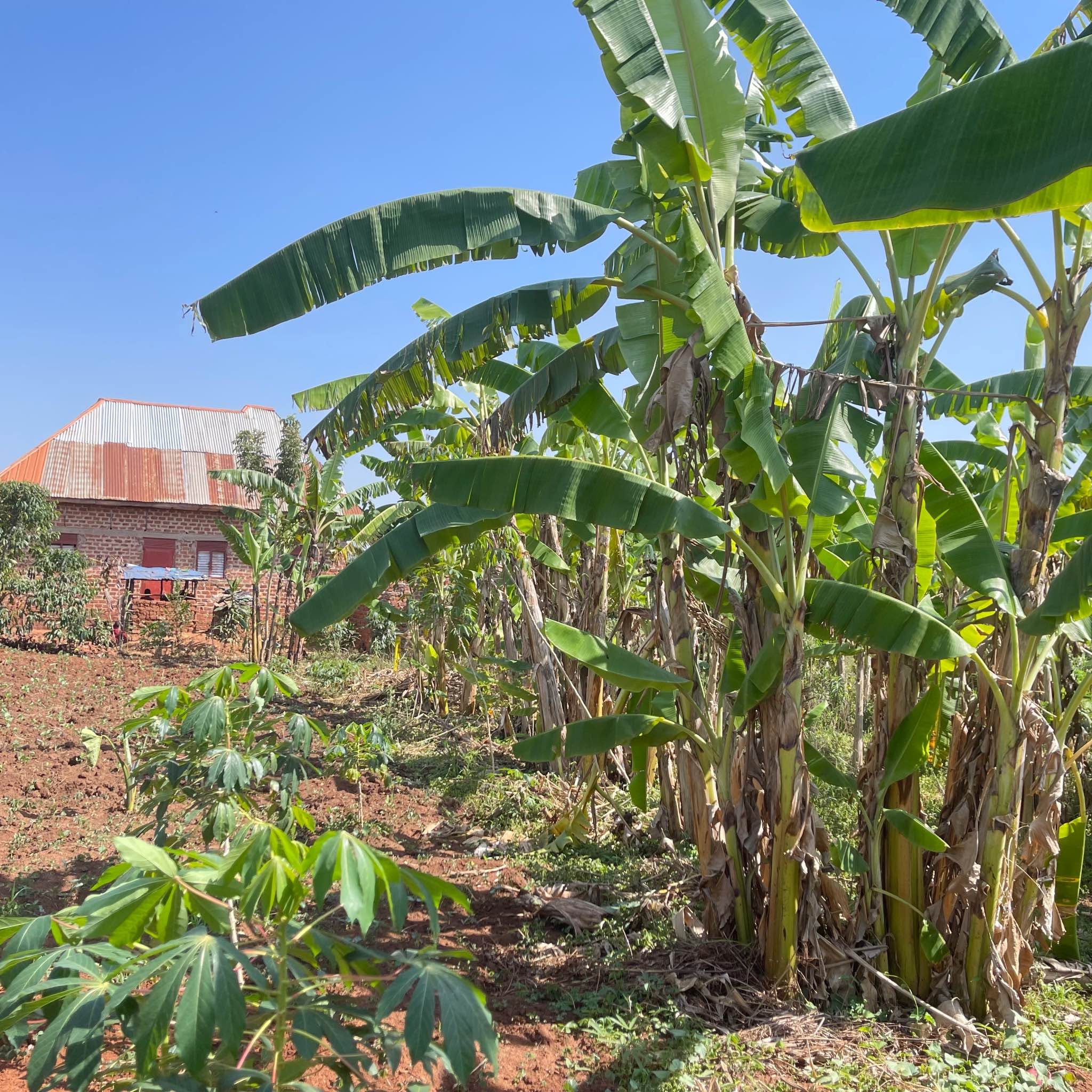 A picture of PLOT FOR SALE IN KAPEEKA KAASO VILLAGE