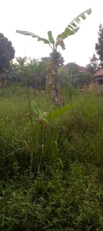 A picture of Affordable commercial plots in Kawanda Kirinyabigo trading center wakiso