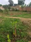 A picture of Plot