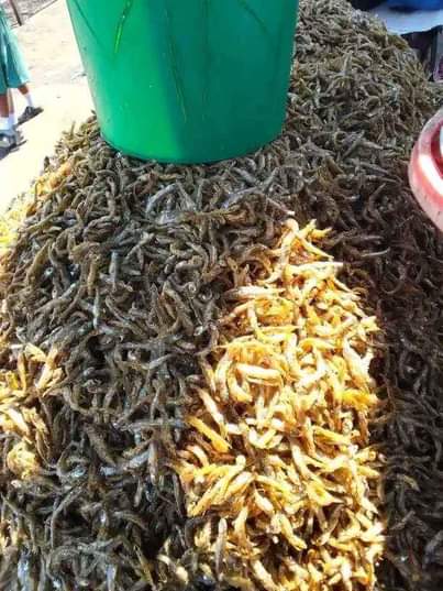 A picture of DAGAA WA MWANZA MAWASILIANO PIGA SIMU WHAT SAP NAMBA 255759997513
