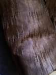 A picture of Pazia 0629401048