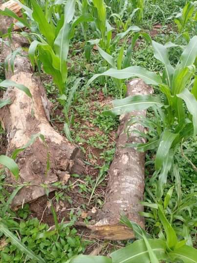 A picture of Firewood