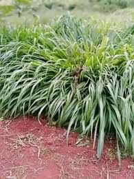 A picture of OFFER GOOD NEWS TO CATTLE GOAT FARMERS. 120 000 Ugshs