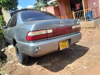 A picture of Corolla kikumi