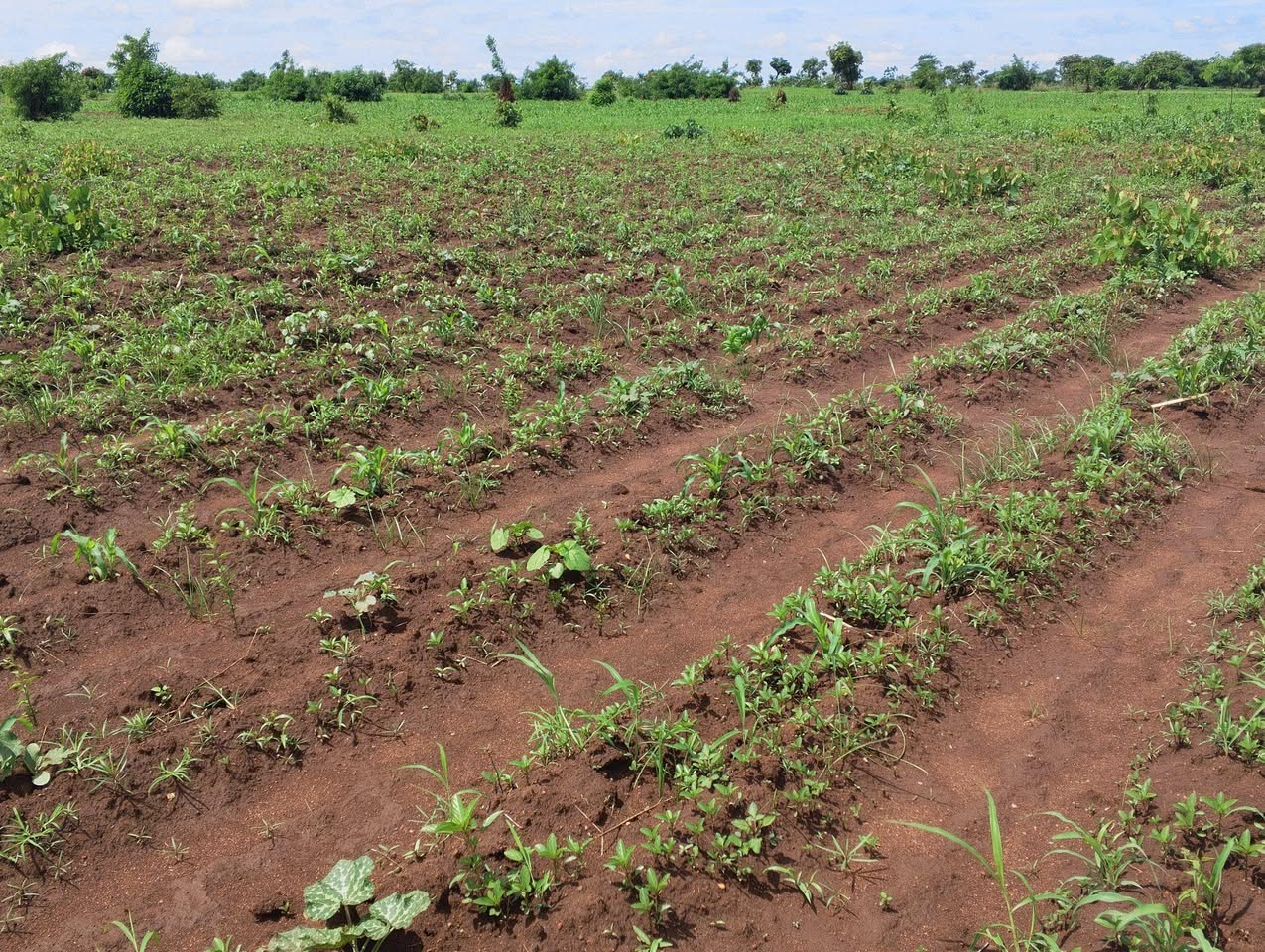 A picture of LAND FOR SALE SIZE 10 ACRES 0989849411