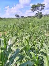 A picture of Good Good News 25 Acres zipangisibwa For hire with maize