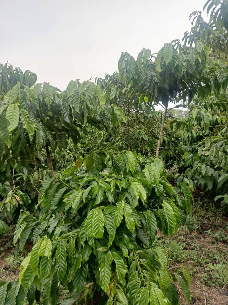 uganda plots