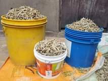 A picture of Dagaa nyama