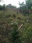 A picture of 13 very fertile acres on sale all at 130m it