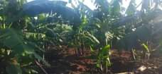 A picture of Five acres for sale at Bukomero Kiboga