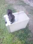 A picture of NAUZA SABUFA RISING 0786494436