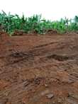 A picture of Majigye Ugachick plots for sale