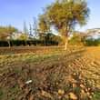 A picture of Imebaki moja tu kiwnja kimenyooka kinauzwa kisongo arushaa