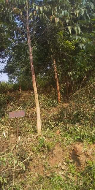 A picture of Titled land 50 100