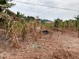 A picture of LAND FOR SALE 37 Decimals available for sale in Zana