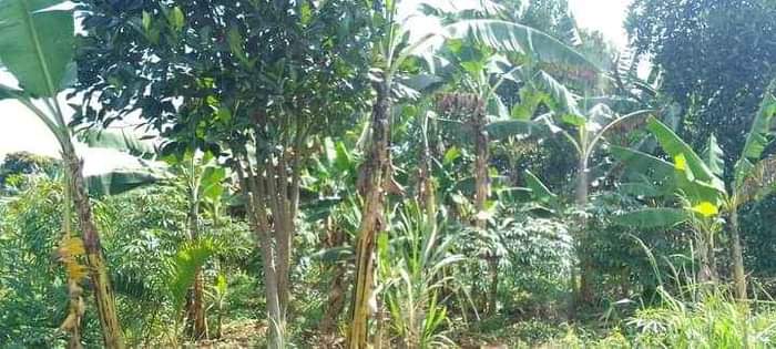 A picture of 33 decimals at 35m Matugga Kavule 2km off Tarmac Bombo