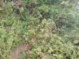 A picture of 3 fertile acres for sale all at 22m 12km from