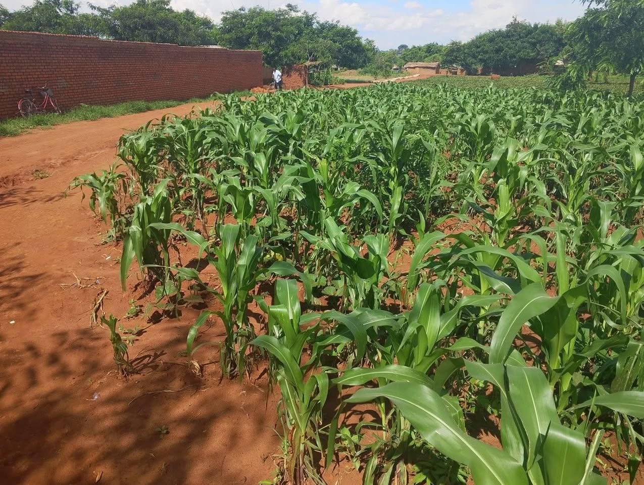 A picture of PLOT FOR SALE SIZE 20 BY 90 0989849411