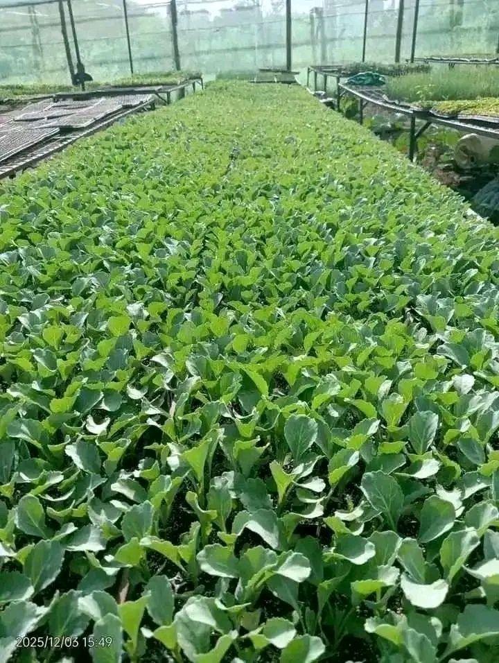 seedlings