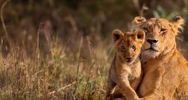 A picture of 3 Days Queen Elizabeth Safari Tour.