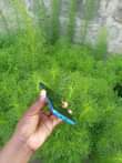 A picture of Infinix